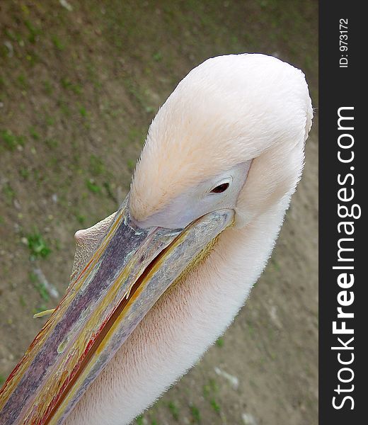 White pelican