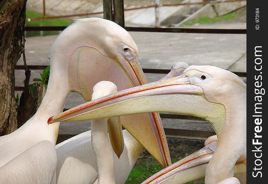 Pelicans friendship