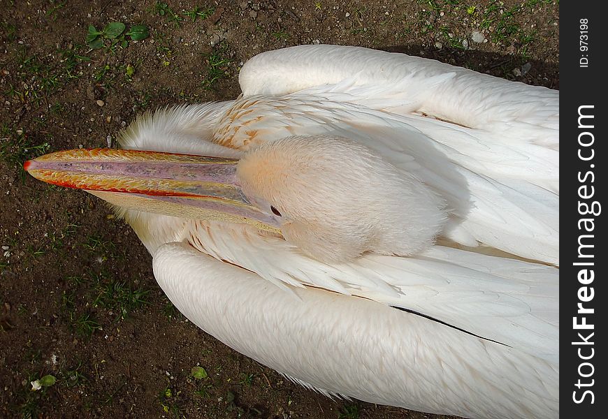 White pelican