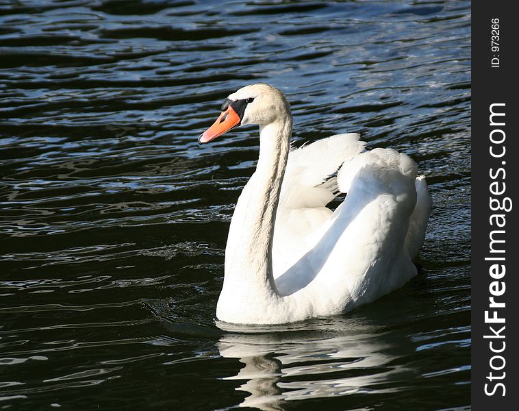 Swan in the lake