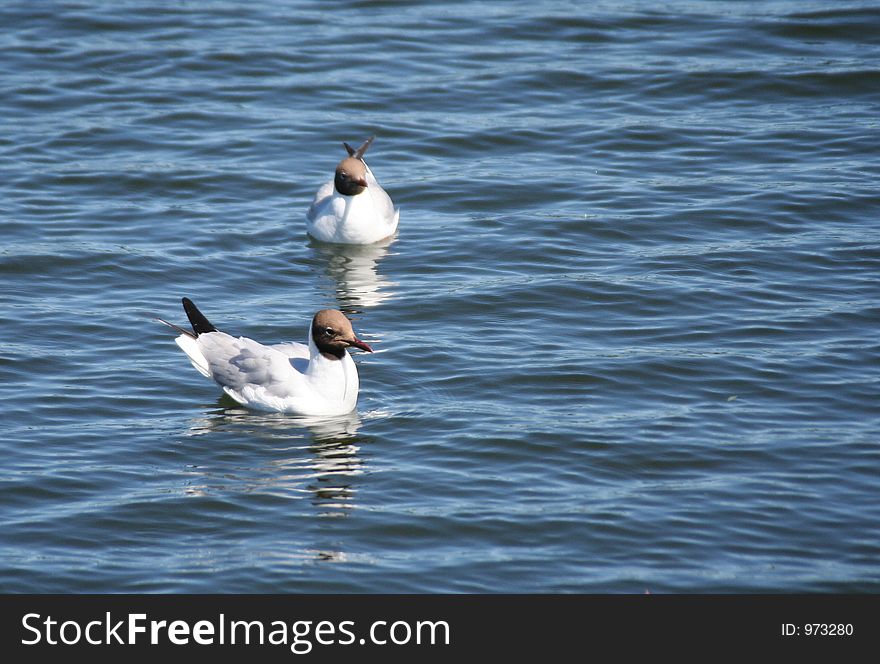 Two birds floating in the lake. Two birds floating in the lake
