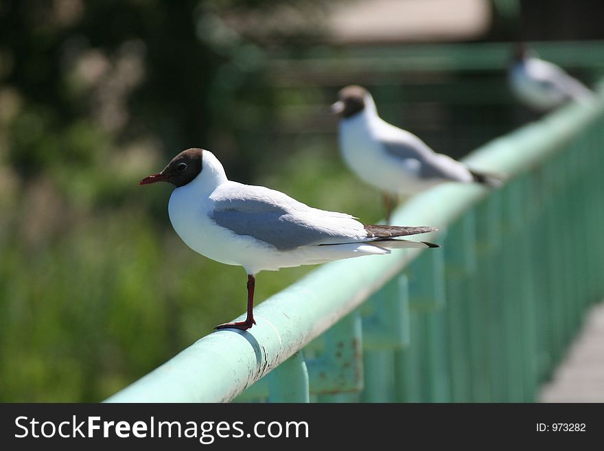 Three gulls