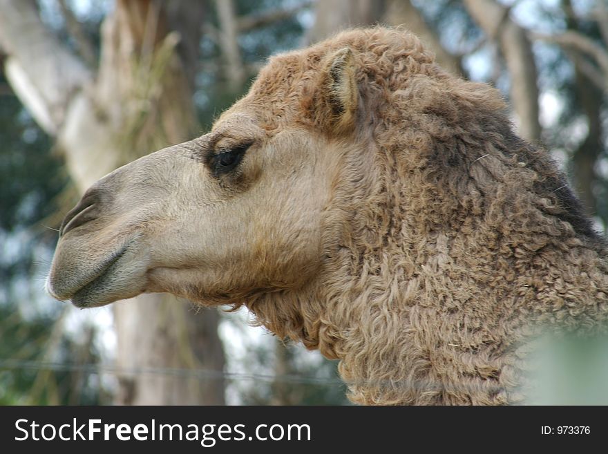 Lazy looking camel