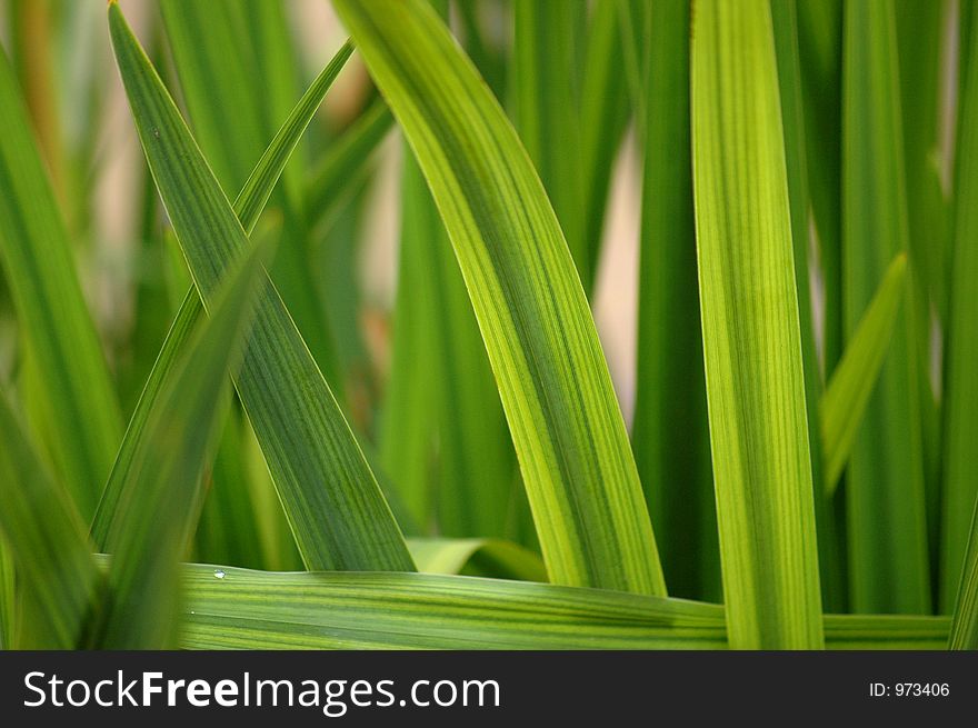 Close-up of green leaves