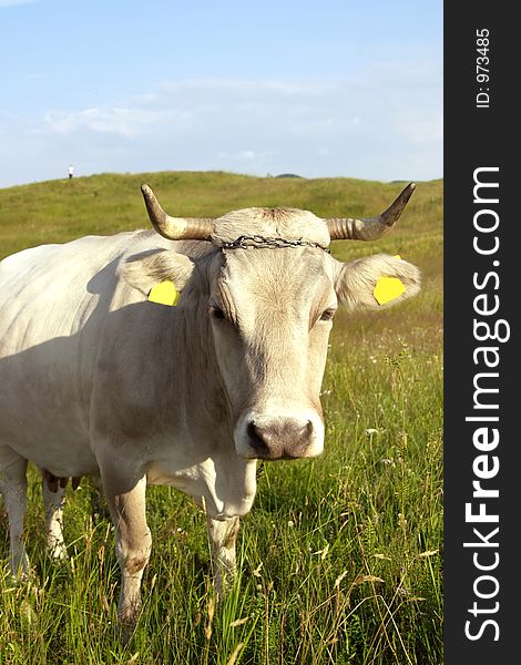 White cow close-up