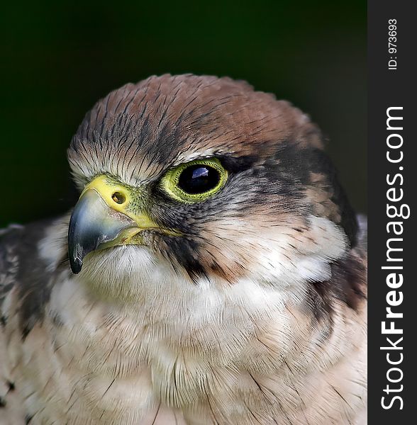 Close up of a bird of prey