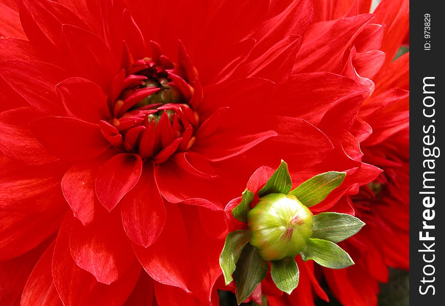 red Dahlia mother and baby!