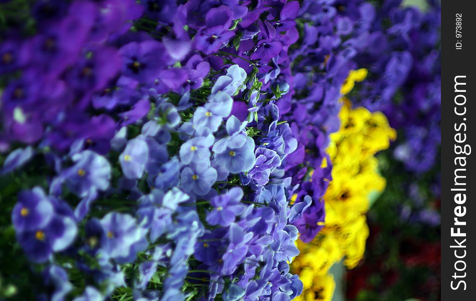 Colorfull Flowers