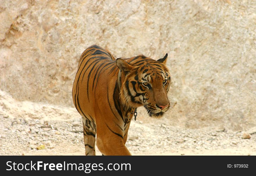 Tiger Walking