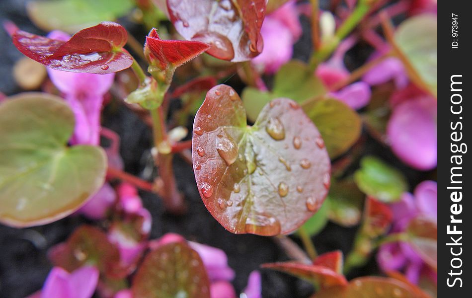 Water drops on leafs and flowers. Water drops on leafs and flowers