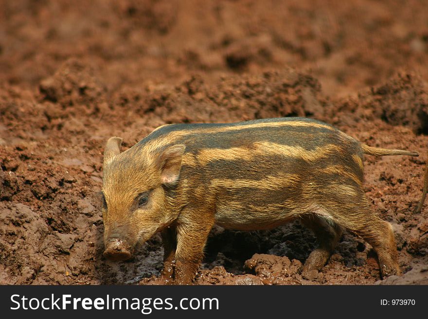 Baby Pig In The Mud 7