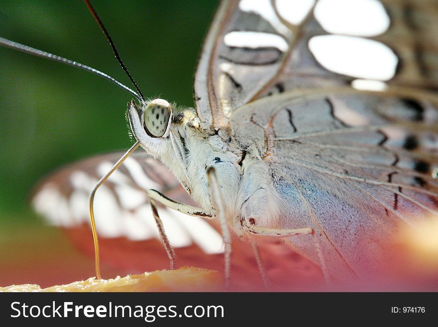 A butterfly close up.