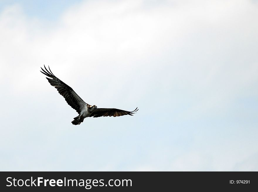 Crex Meadows - Bird In Flight