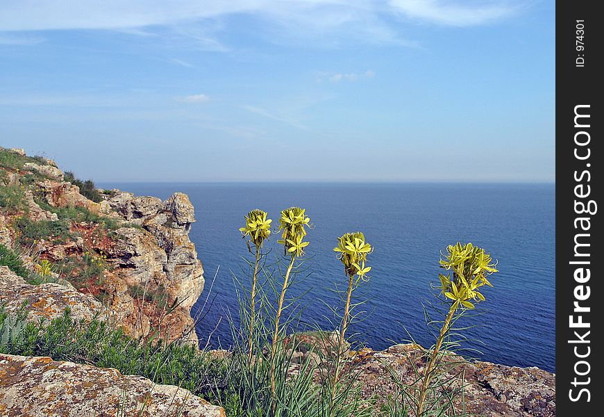Blooming yellow flowers on the sea coast