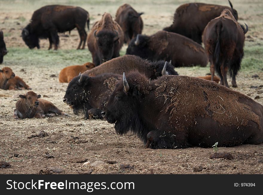 Buffalo Herd Resting. Buffalo Herd Resting