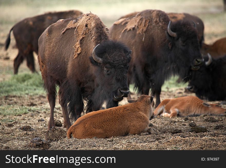 Buffalo mother with young calf. Buffalo mother with young calf