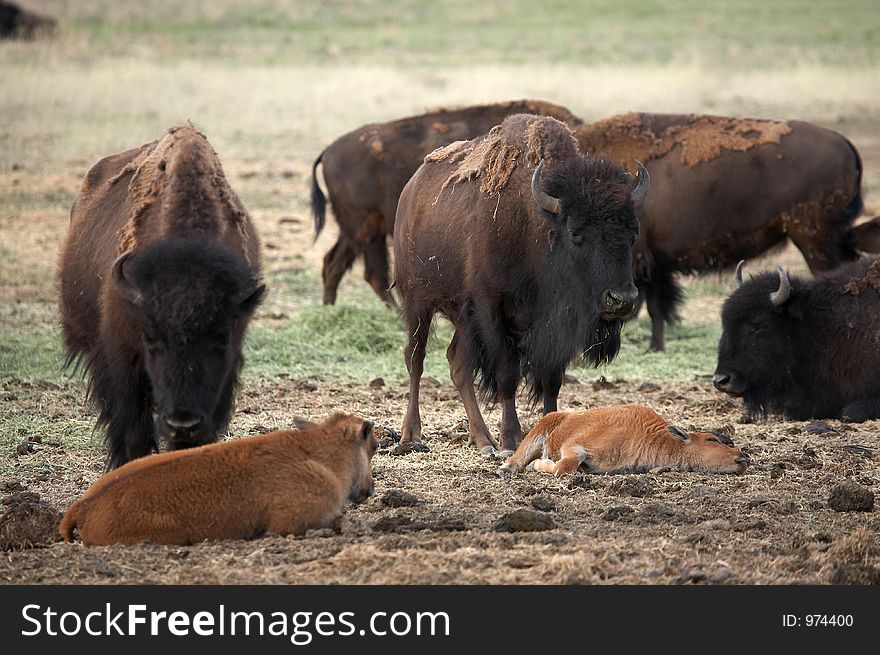 Buffalo Mother With Young Calf