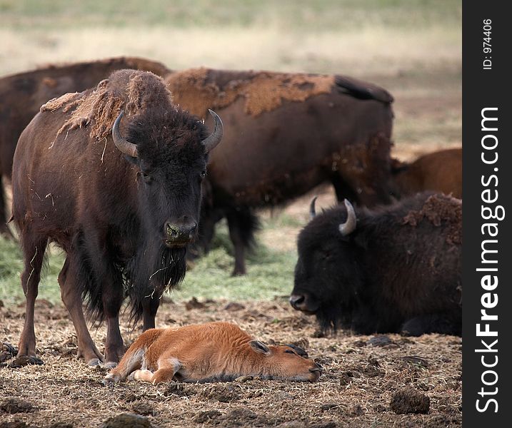 Buffalo mother watching over her young calf