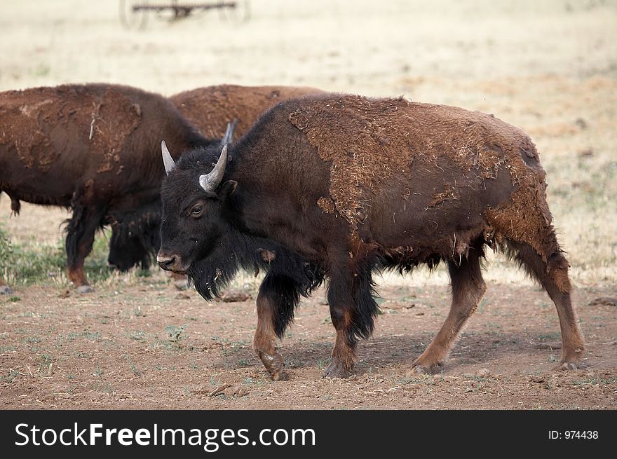 Buffalo Grazing