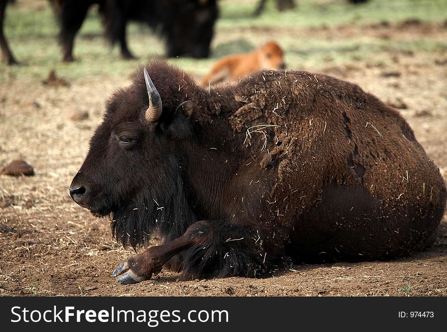 Lone Buffalo Resting