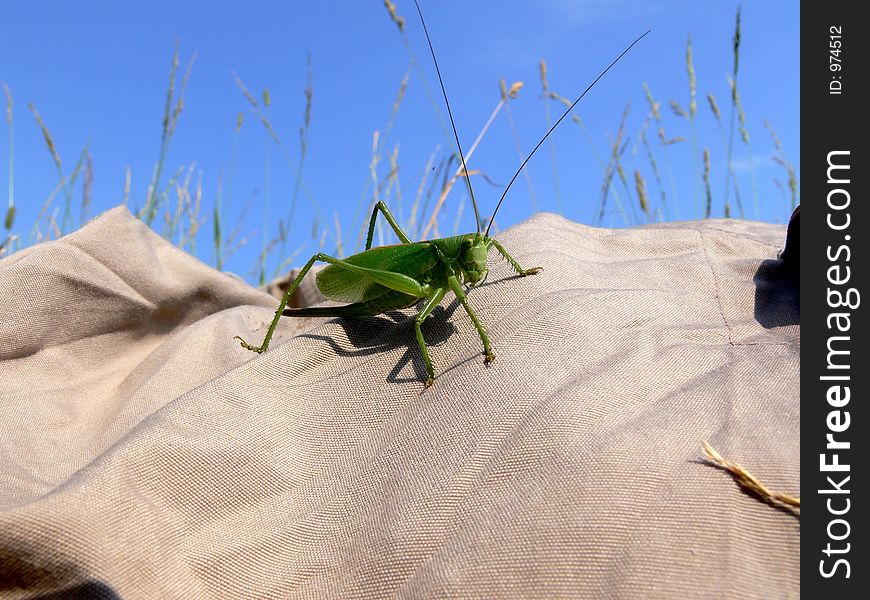 Grasshopper close-up