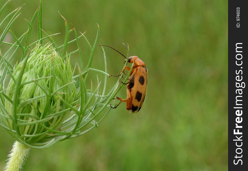 Bug and Flower bud in meadow