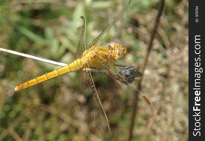 Dragonfly in meadow