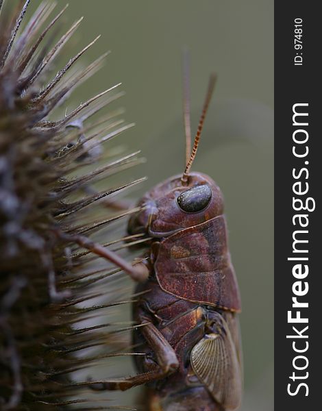 Grasshopper On Dry Thistle