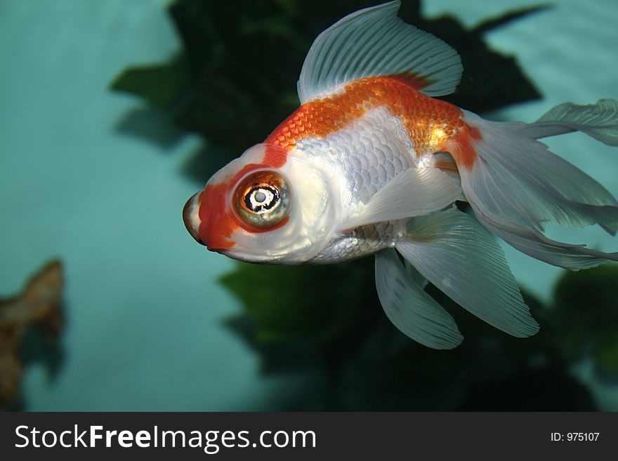 Aquarian fish in the inhabitancy