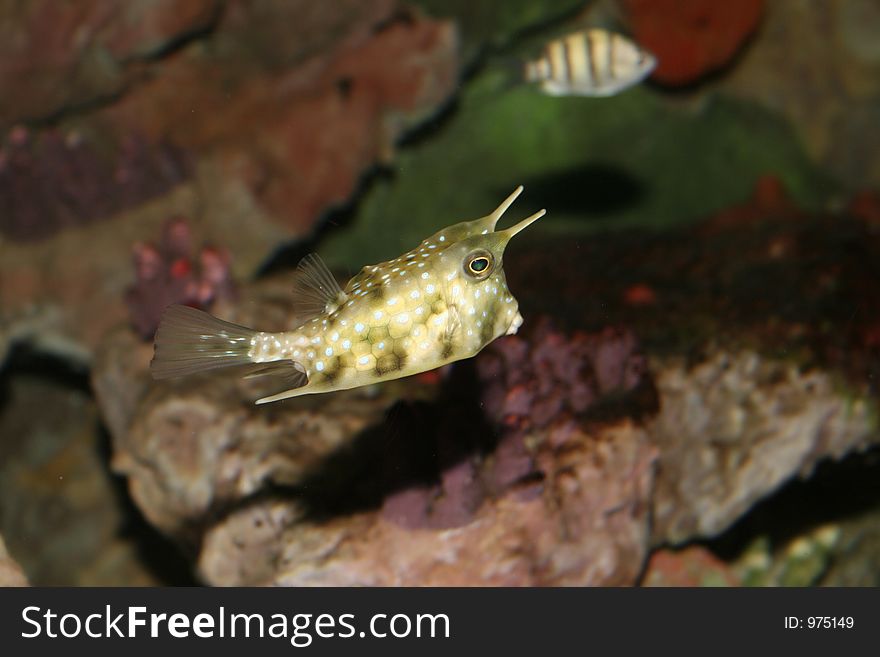 Aquarian Fish