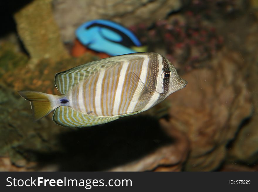 Aquarian fish in the inhabitancy