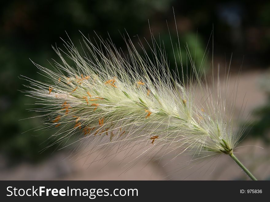 Weed up Close