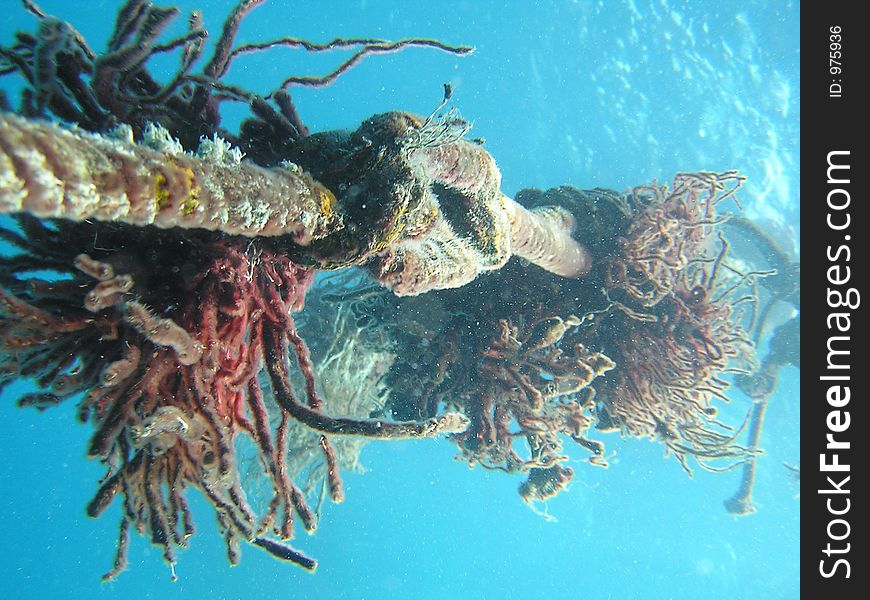 The frayed but colourful nature of this hand rail between surface and reef alwyas captured my attention. The frayed but colourful nature of this hand rail between surface and reef alwyas captured my attention