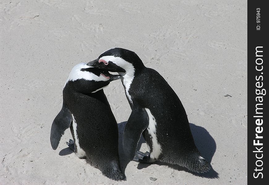 These 2 penguins looked so cute. These 2 penguins looked so cute