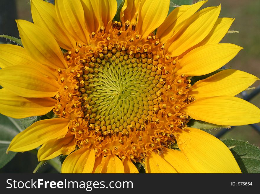 Sunflower Up Close. Sunflower Up Close