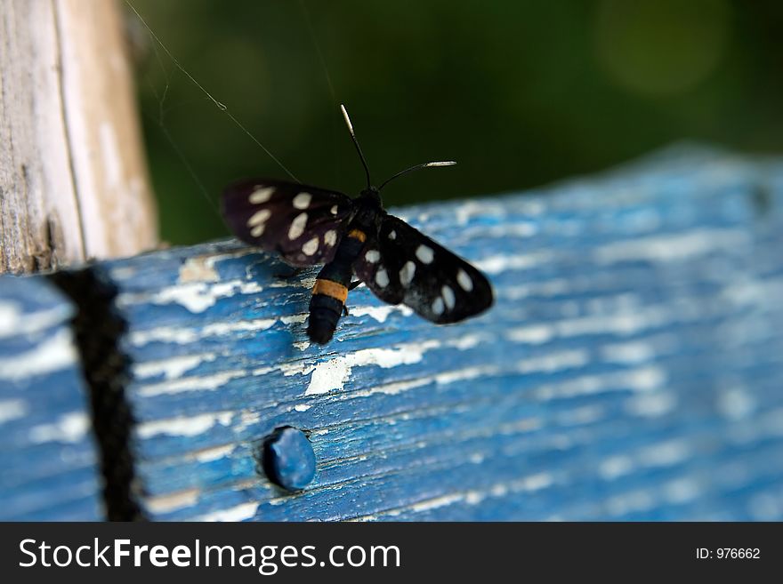 Black butterfly resting on blue. Black butterfly resting on blue