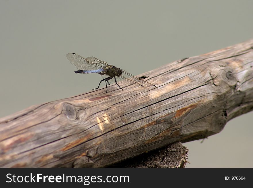 Blue dragon fly resting on a wood log. Blue dragon fly resting on a wood log