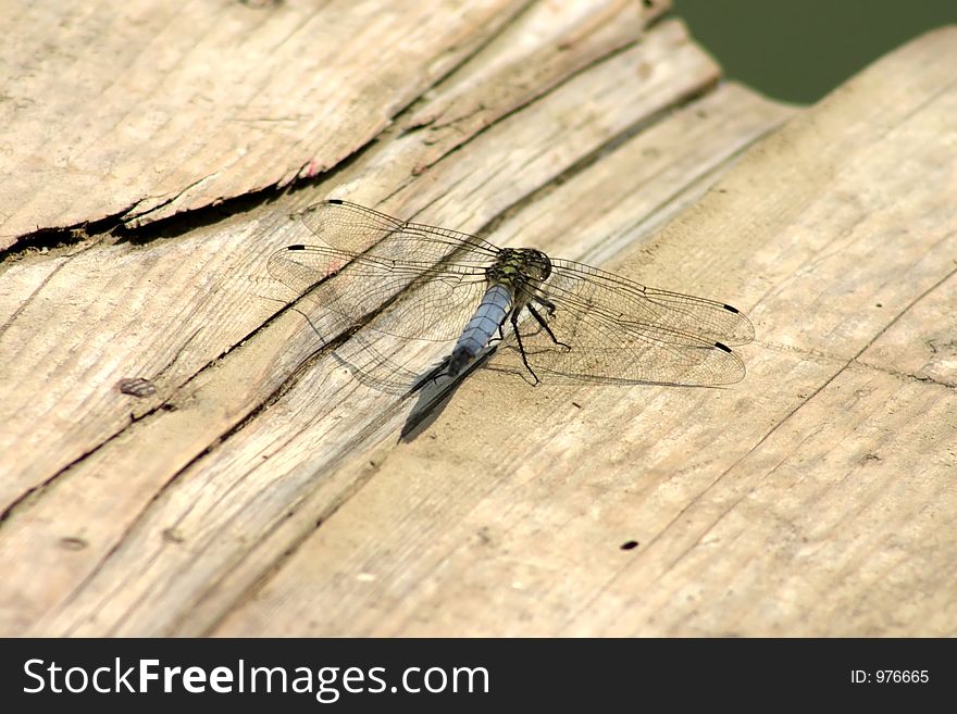 Blue drafon fly preparing to fly away. Blue drafon fly preparing to fly away