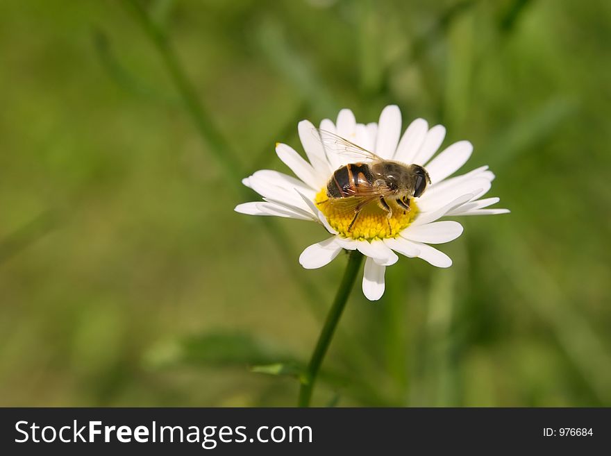 Single daisy with bee