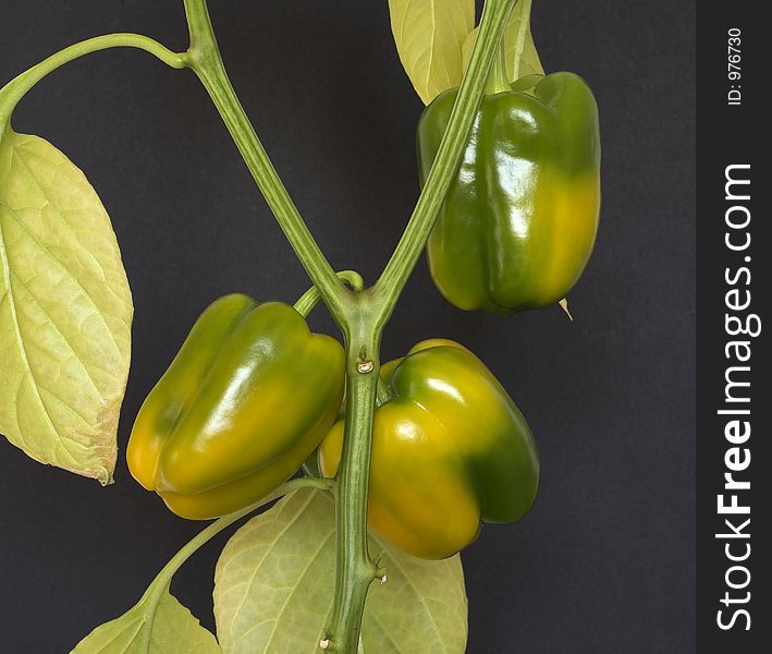 Bell Peppers Ripening