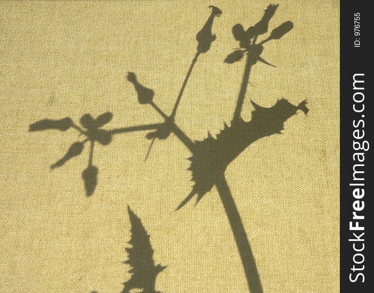 Plant silhouette on window blind