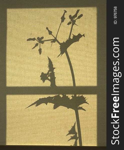 Plant silhouette on window blind
