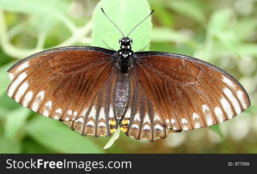 A brown butterfly sitting on a leaf