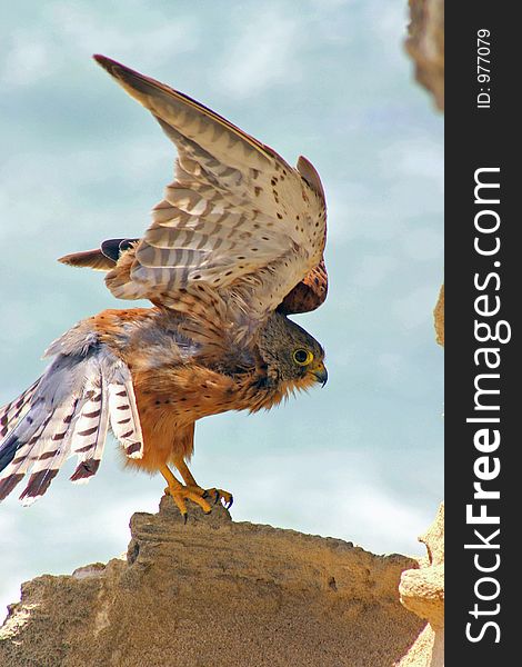 Rock Kestrel stretching its wings above the coast near the southern-most tip of Africa