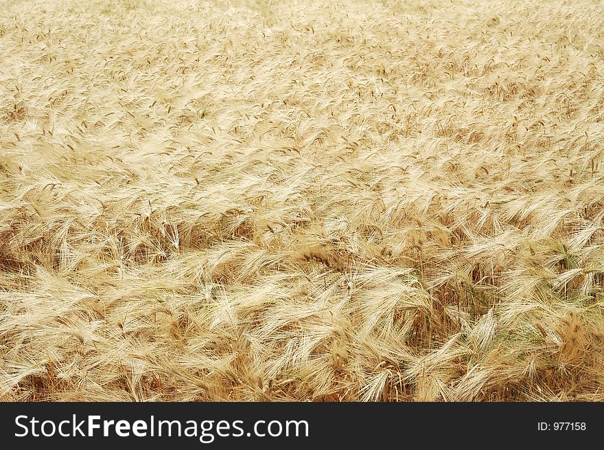 Field of rye