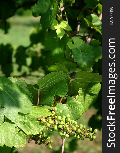 Young grape vine with a bunch of green grapes