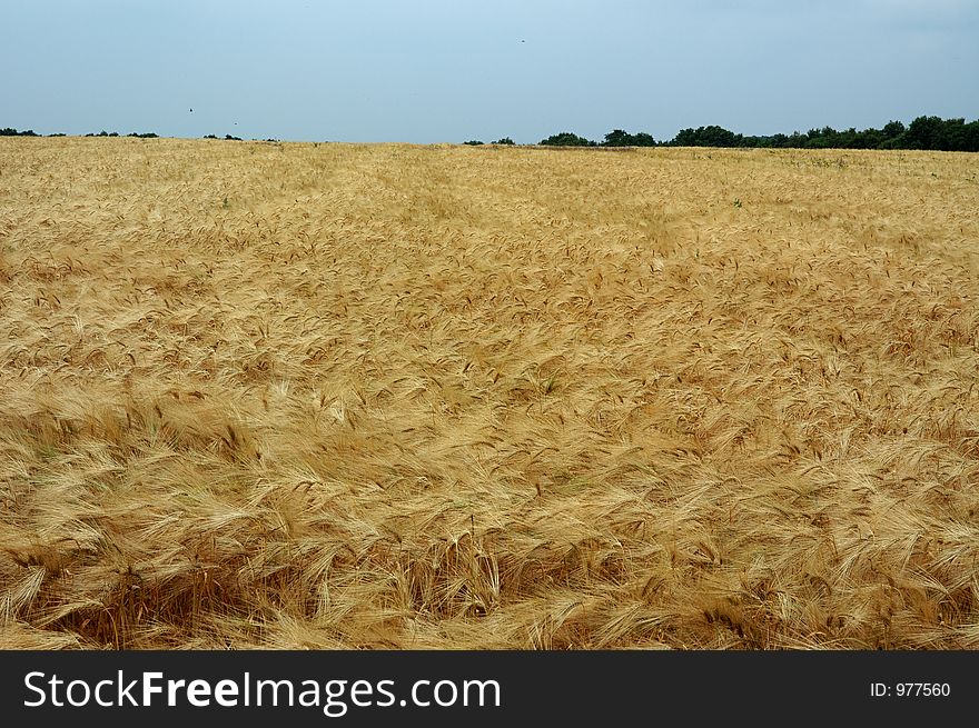 Field of ripe rye. Field of ripe rye