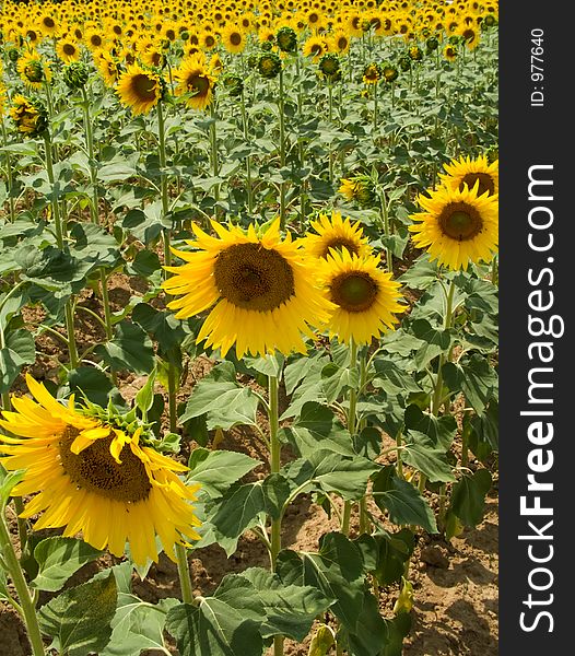 A rich sunflower field