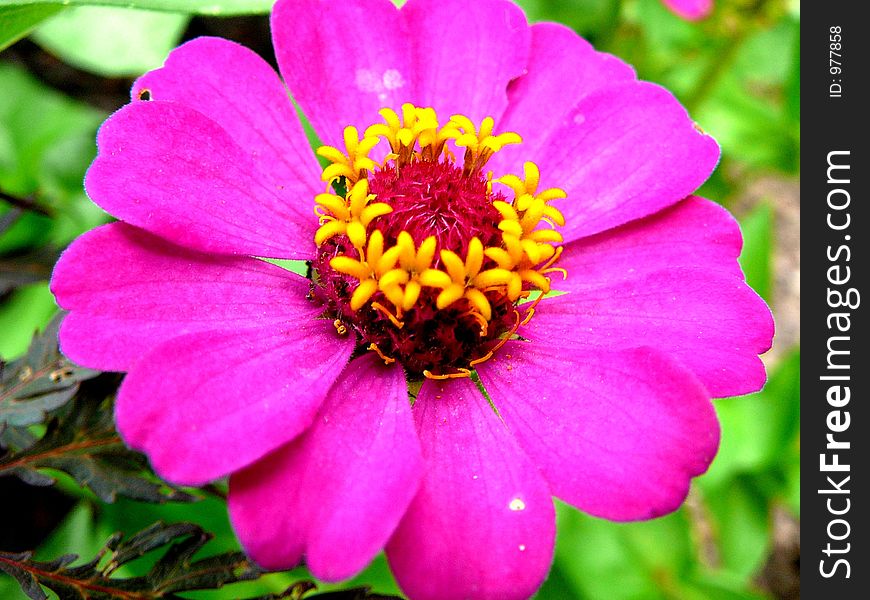 Zinnia Flower closeup. Zinnia Flower closeup