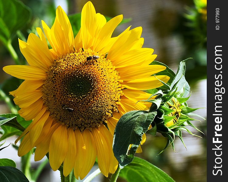 Sunflower in nature on the sun